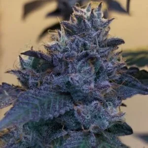 Raspberry Z Feminizada - Grounded Genetics