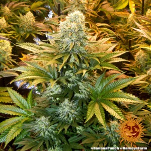 Banana Punch by Barneys Farm - 5 Seeds