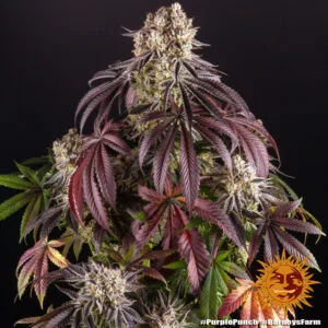 Purple Punch by Barneys Farm - 5 Seeds