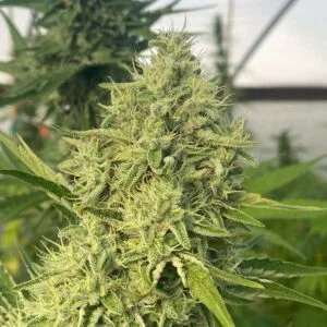 Black Beard Feminizada - Karma Genetics