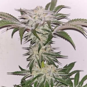 Hindu Runtz Feminizada - Karma Genetics