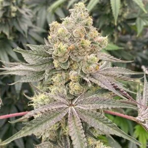 Mop Chopper Feminizada - Karma Genetics