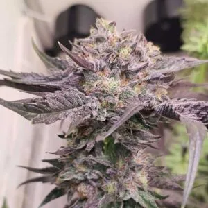 Pink Bacio Feminizada - Karma Genetics