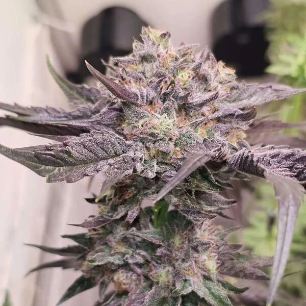 Pink Bacio Feminizada - Karma Genetics