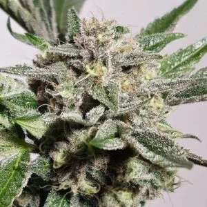Pink Fritter Feminizada - Karma Genetics