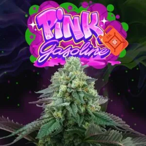 Pink Gasoline Feminizada - Perfect Tree