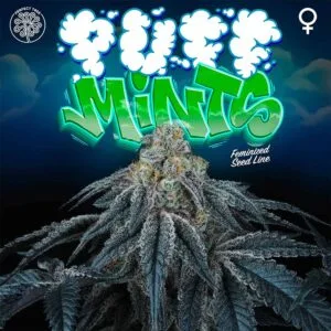 Puff Mints Feminizada - Perfect Tree