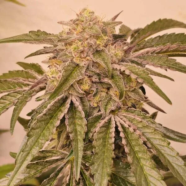 Pink Pie Feminizada - Karma Genetics