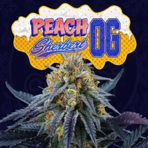 Peach Sherbert Feminizada - Perfect Tree