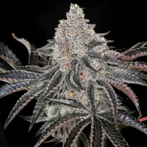 PermaFunk Feminizada - Compound Genetics