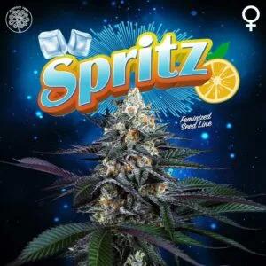 Spritz Feminizada - Perfect Tree