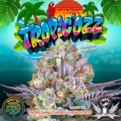 Tropicozz Feminizada - Perfect Tree