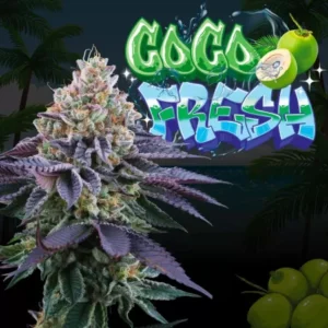 Coco Fresh Feminizada - Perfect Tree