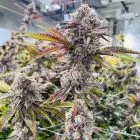 Jet Puft Feminizada - Compound Genetics