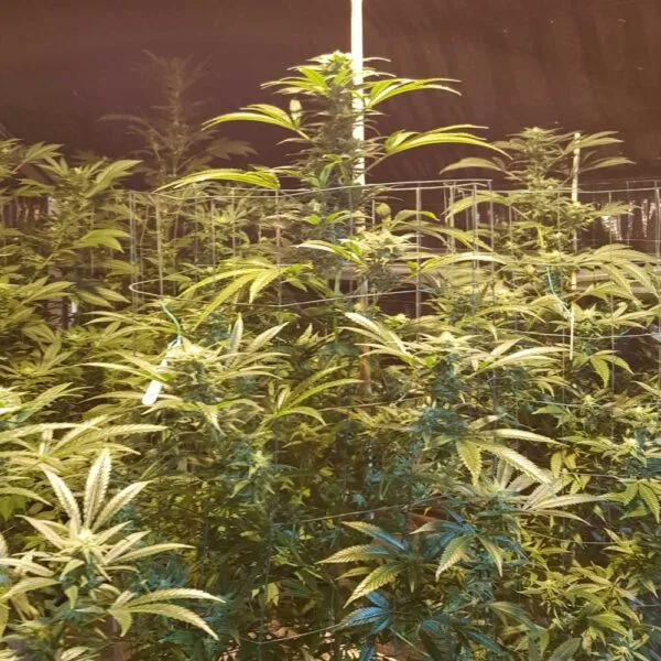 CBD Cheese Feminizada (5) - Original Big Buddha Family Farms