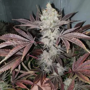 Chuntz Feminizada - Original Big Buddha Family Farms
