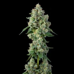 Inside Joke Feminizada - Compound Genetics