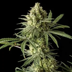 Original Blue Cheese Feminizada - Original Big Buddha Family Farms