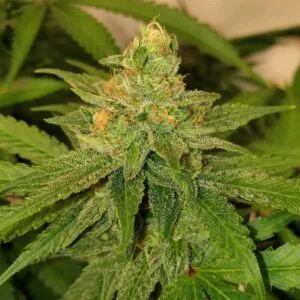 Original Cheese Feminizada - Original Big Buddha Family Farms