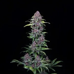 NYC Vapor Feminizada - Compound Genetics