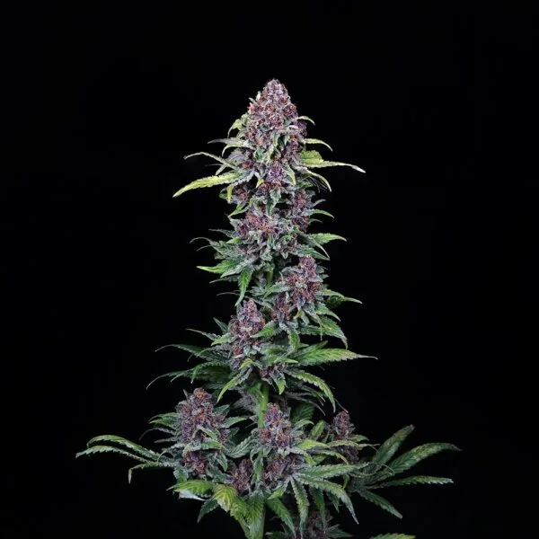 NYC Vapor Feminizada - Compound Genetics