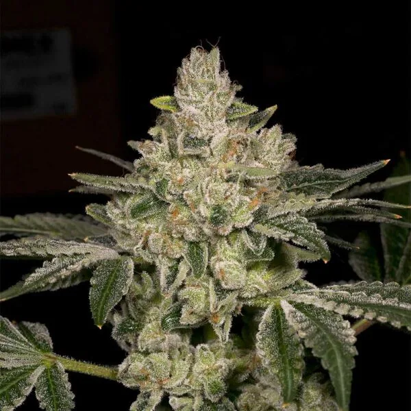 Hash Blast