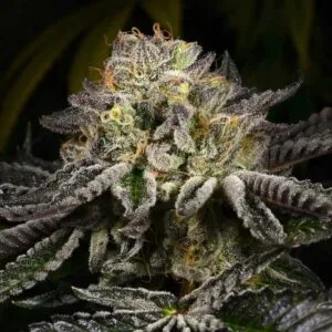 Purp Skurp