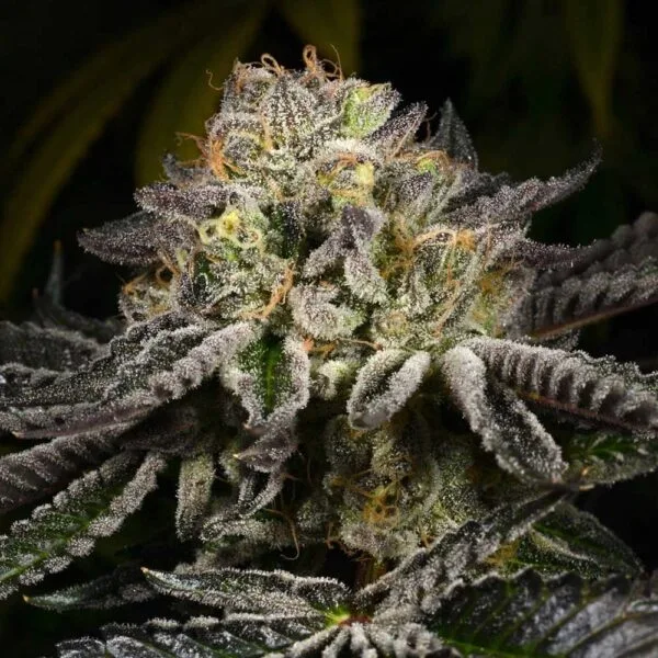 Purp Skurp