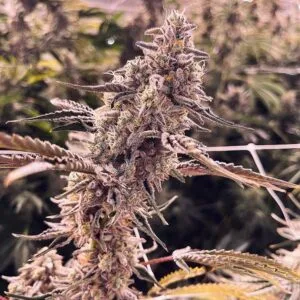 Animorph Mints - Compound Genetics