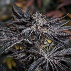 Pink Sherb Feminizada - Karma Genetics
