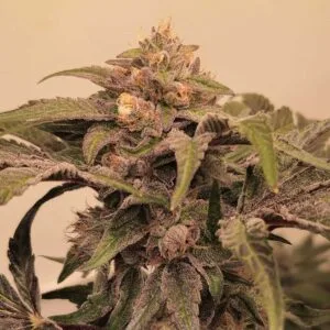 Pinky Zowah Feminizada - Karma Genetics