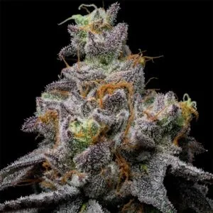 Animal Cake x Hollywood Feminizada - Cookies Seed Bank