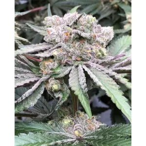 Baccarat - Symbiotic Genetics