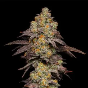 Big Z x Hollywood Feminizada - Cookies Seed Bank