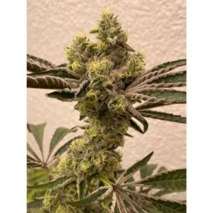 Bitter Orange - Symbiotic Genetics