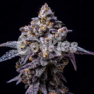 Hollywood Feminizada (3) - Cookies Seed Bank