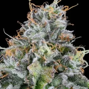 Easy Money - Grounded Genetics