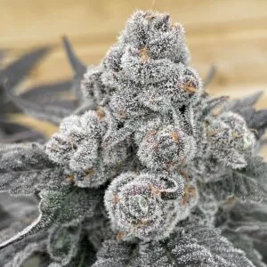 Strawberry Gummys - Grounded Genetics