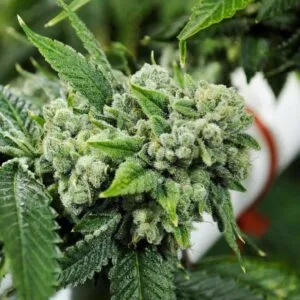Biker Kush - Karma Genetics