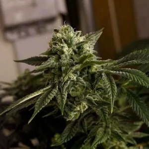 O.D.B. Regular - Karma Genetics