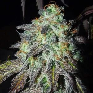 Pinky Paletas - Karma Genetics