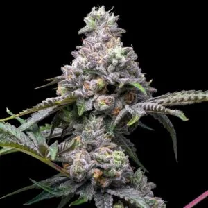 Papaya x Hollywood Feminizada - Cookies Seed Bank