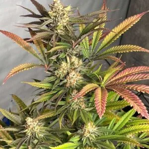 Pink Crumble - Karma Genetics