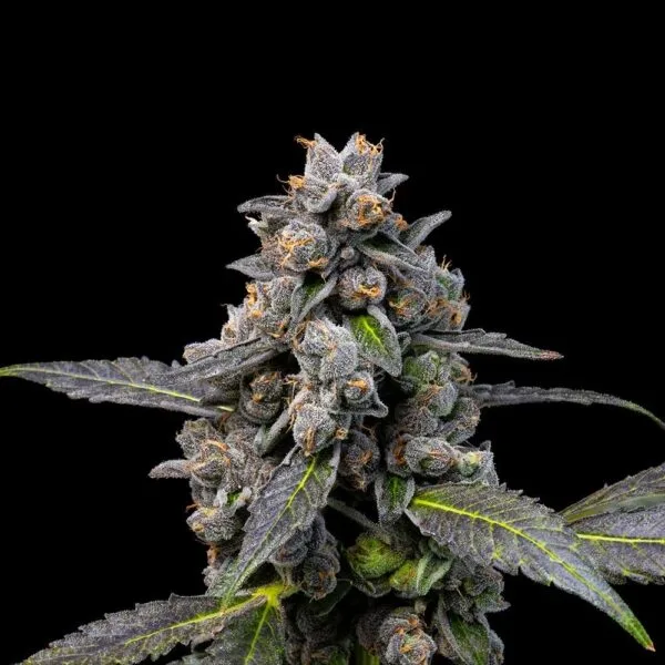 Pink Passion Fruit Feminizada (3) - Cookies Seed Bank