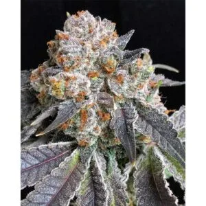 Rated R - Symbiotic Genetics