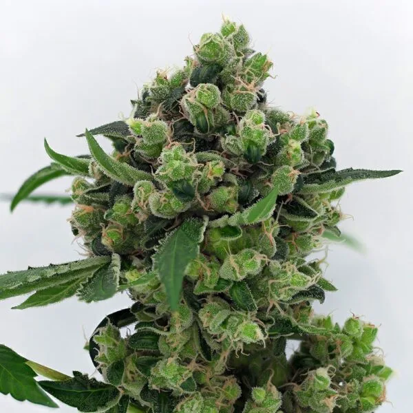 Sowahh - Karma Genetics