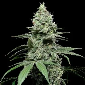 SunSet Pie Feminizada - Cookies Seed Bank