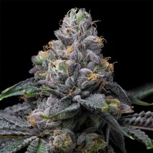 Sunset Sherb x Hollywood Feminizada - Cookies Seed Bank
