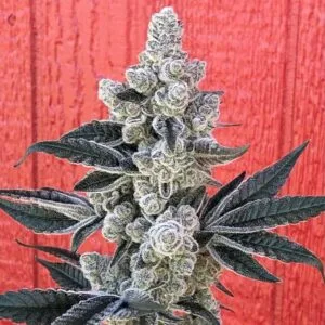 Flow State - Symbiotic Genetics