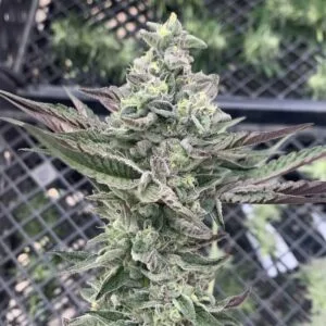 Ginger Mints  - Symbiotic Genetics